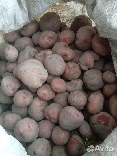 Картофель мелкий на корм