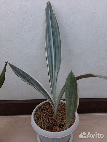 Сансевиерии