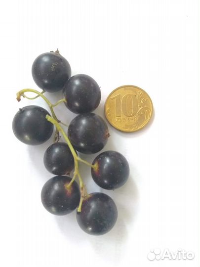 Черная, и красная смородина (саженцы)