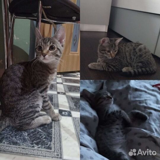 Котик бесплатно