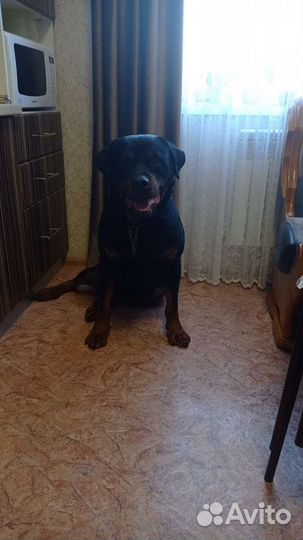 Ротвейлер на вязку