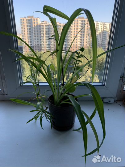 Комнатные растения