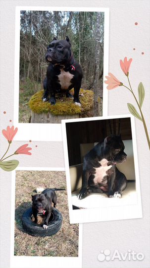 Щенок американский булли