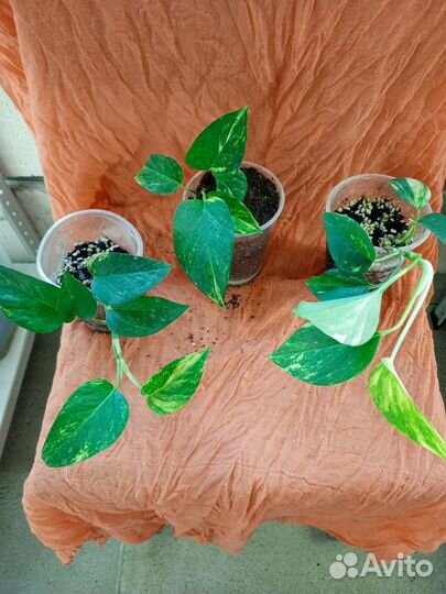 Сциндапсус