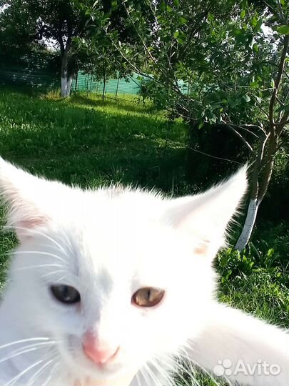 Котята в хорошие руки