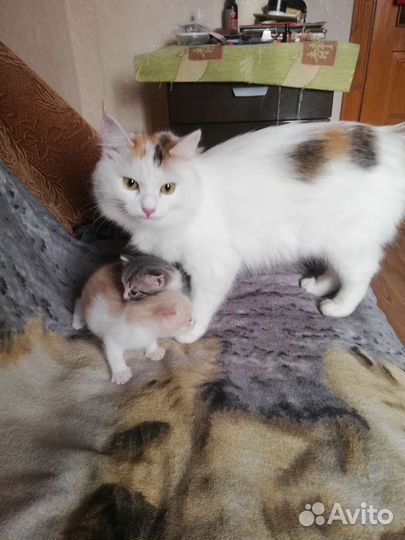 Котёнок в добрые руки бесплатно