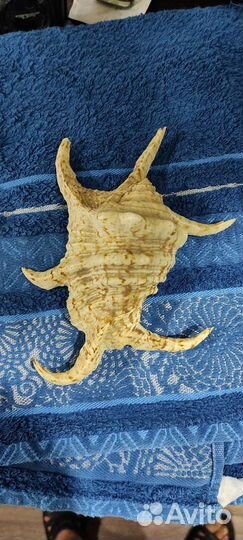 Морская ракушка