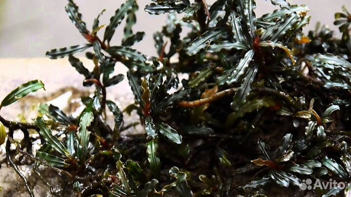 Буцефаландры Shine blue sp. Kedagang