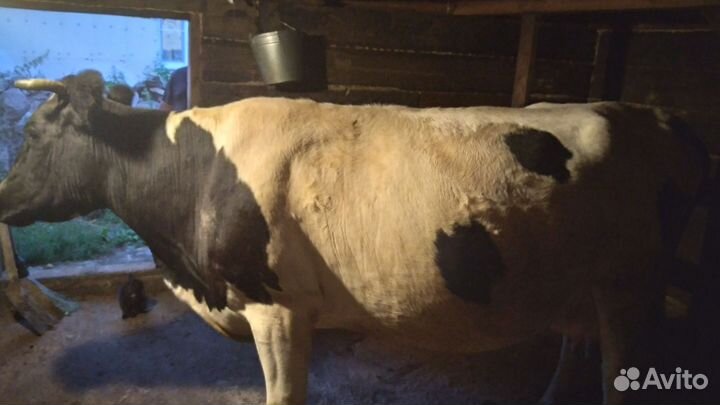 Корова стельная дойная