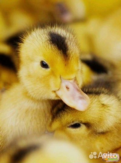 Муларды Франция Венгрия от суточных до подростков