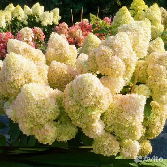 Гортензия метельчатая Диамантино (предзаказ)