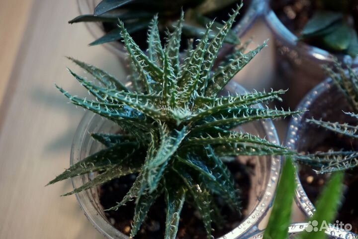 Коллеция алоэ