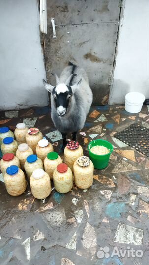 Продам 2 х козочек Венгерской породы