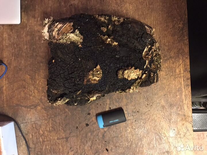 Чага березовая