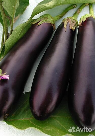 Семена Баклажана 