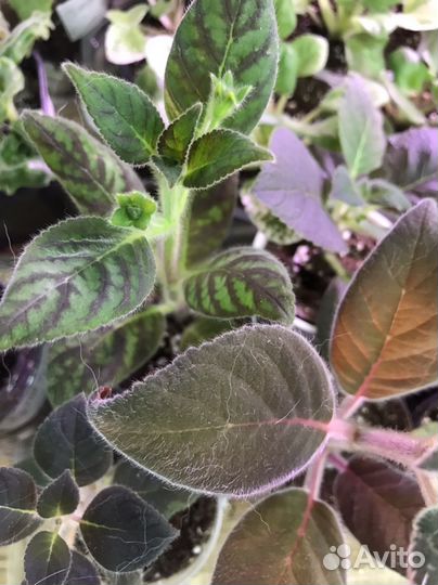 Комнатные растения