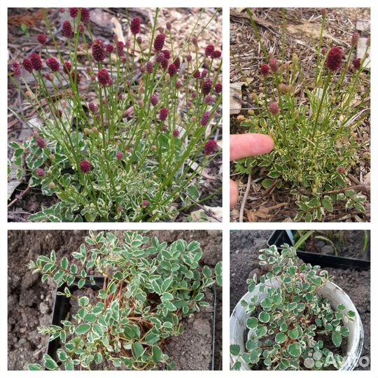 Цветы для сада