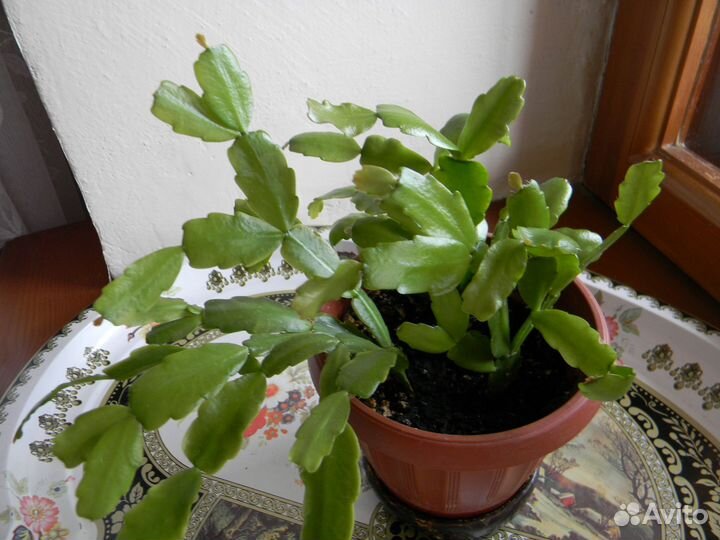 Декабрист розовый комнатные растения