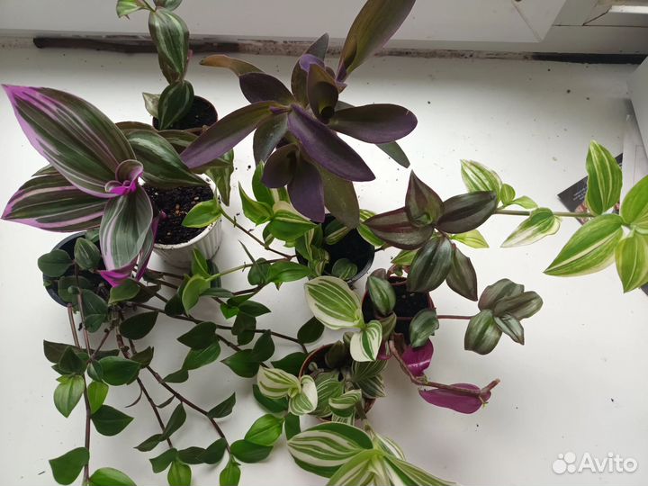 Коллекция традесканций