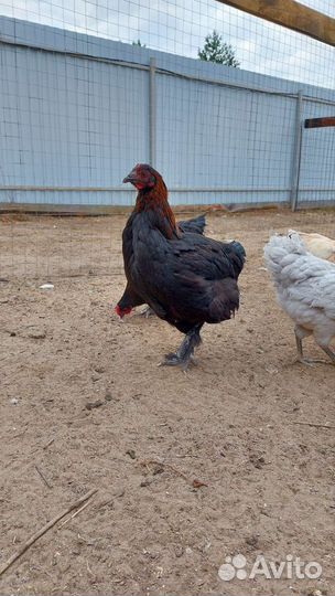 Куры наседки, Козельск