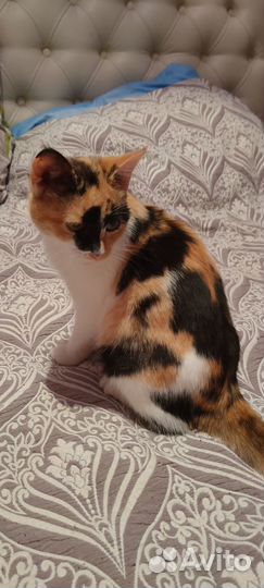 Кошка в дар бесплатно