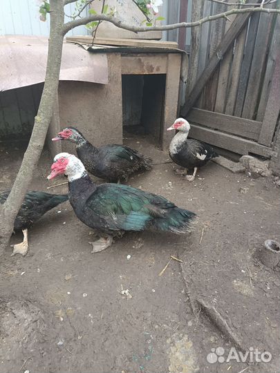 Селезень индоутки