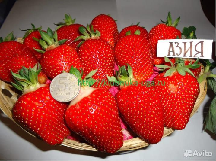 Клубника саженцы