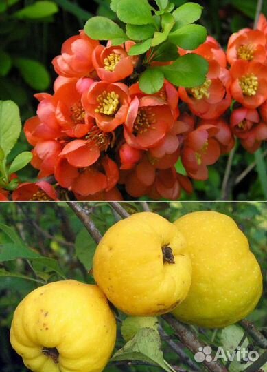 Айва 3х видов. Барбарис