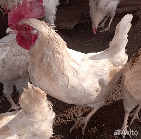 Петухи молодые