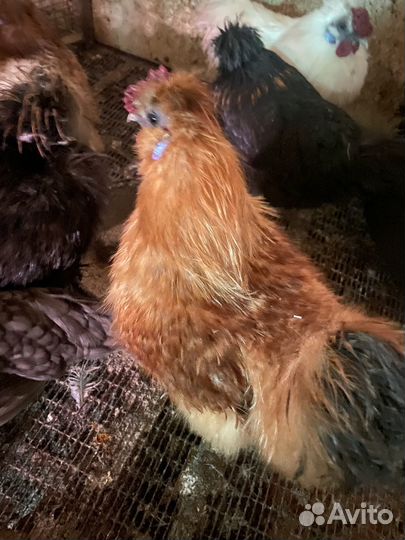 Петухи породистые