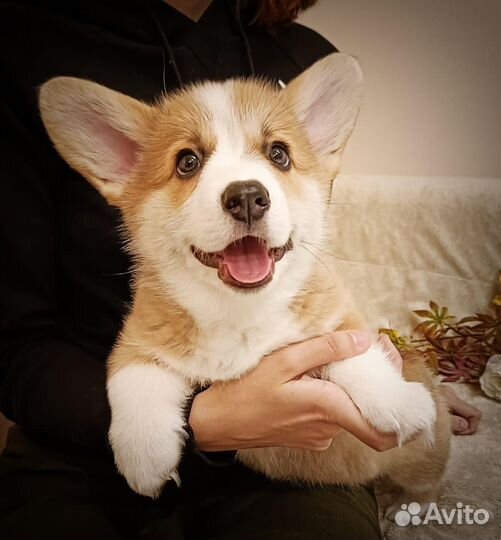 Корги щенки