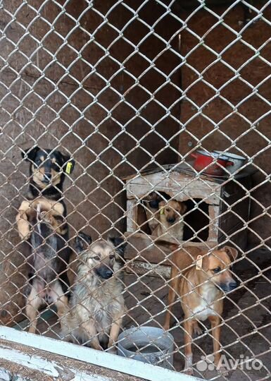 Собаки из приюта ищут дом