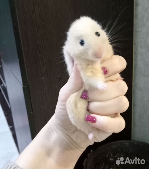 Сирийский хомяк
