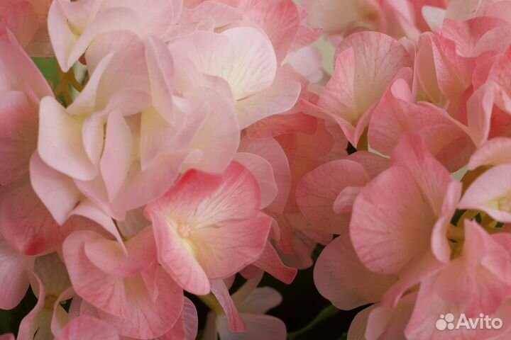 Букет Гортензии - 5 шапок