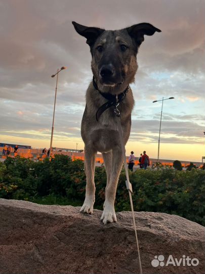 Идеальная первая собака