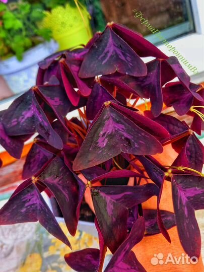 Кислица оксалис