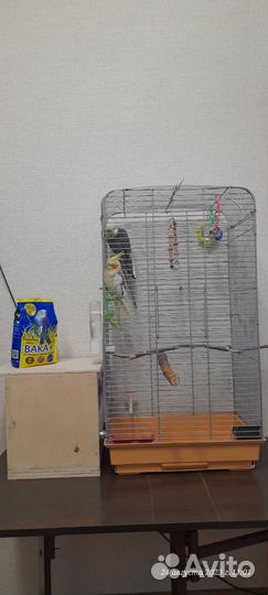 Попугай корелла с клеткой