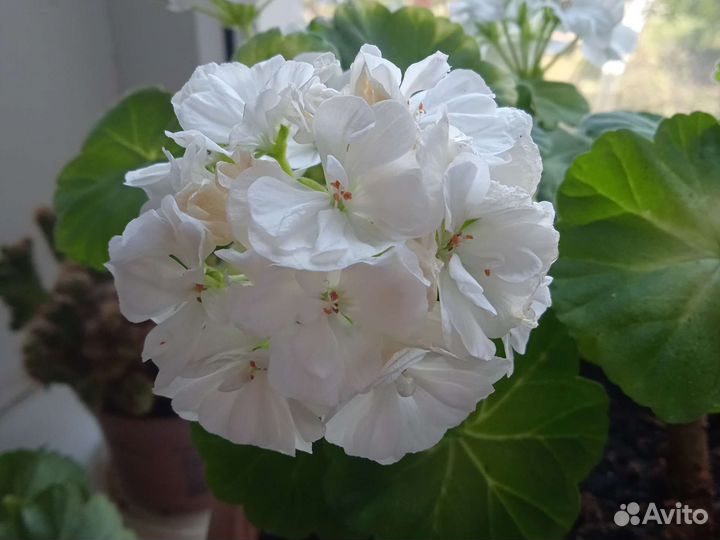 Пеларгония герань