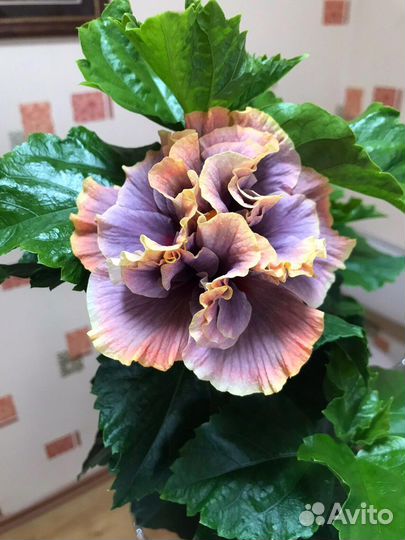 Сортовой гибискус Cristal Ball