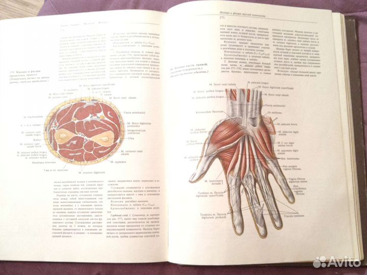 Атлас анатомии человека синельников
