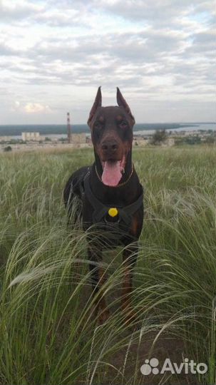 Щенки добермана