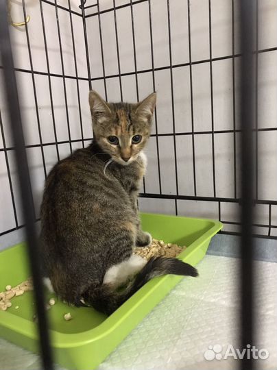 Котенок очень ищет дом