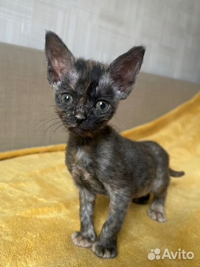 Котенок девочка 1,5 недели