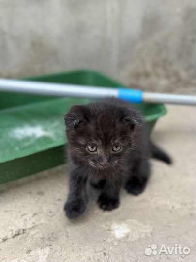 Вислоухие котята бесплатно