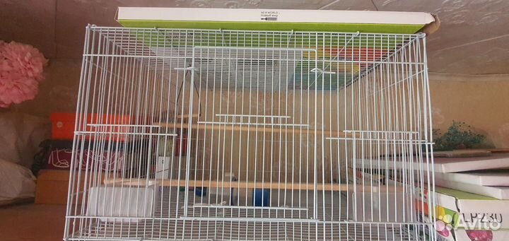 Волнистый попугай