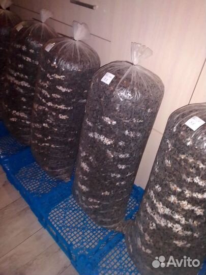 Готовые блоки Вешенки