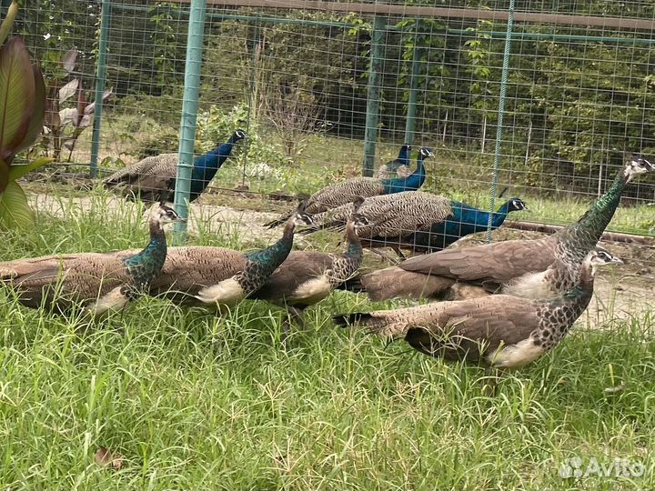 Павлин индийский (обыкновенный)