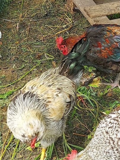 Петух русская хохлатая