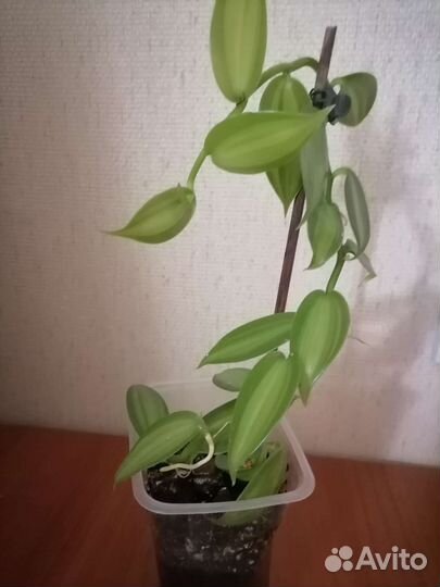 Орхидея ваниль