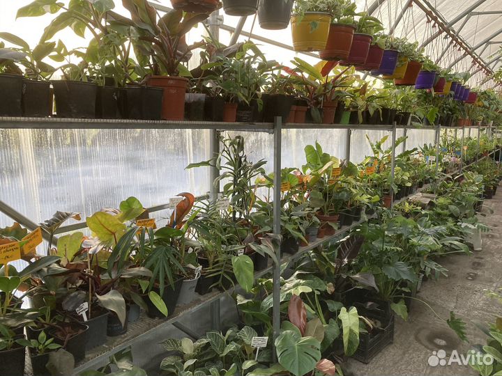 Выскочка, Зефирантес белый и розовый